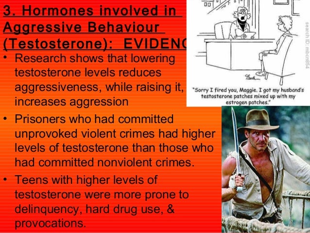 High testosterone violence high sex drive